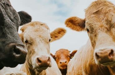 Éleveurs de bovins : dépistage de la tuberculose bovine
