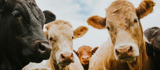 Éleveurs de bovins : dépistage de la tuberculose bovine