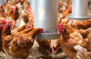 Aviculteurs : le risque de grippe aviaire redevient modéré