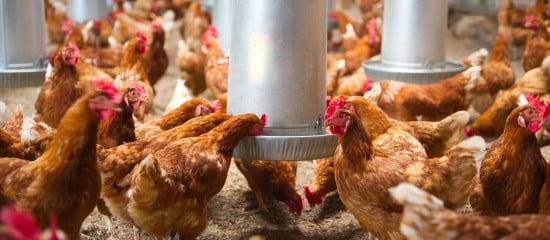 Aviculteurs : le risque de grippe aviaire redevient modéré