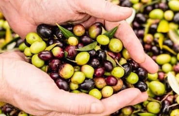 Producteurs d’olives et d’huile d’olive : organisation de producteurs