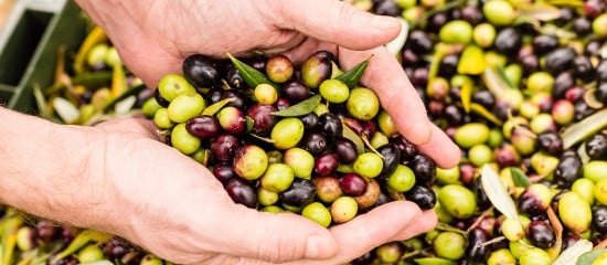 Producteurs d’olives et d’huile d’olive : organisation de producteurs