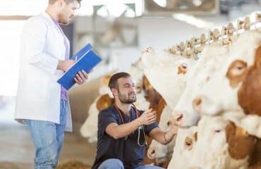 Vétérinaires : le maillage des praticiens en France