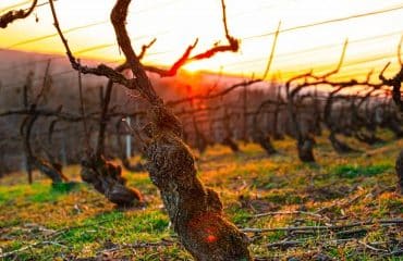 Arboriculteurs, viticulteurs… : prise en charge des cotisations des victimes du gel de 2021