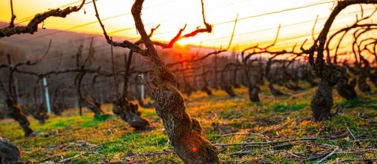 Arboriculteurs, viticulteurs… : prise en charge des cotisations des victimes du gel de 2021
