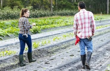 Renouvellement du bail rural au profit d’un seul des conjoints colocataires