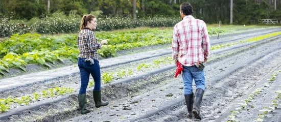 Renouvellement du bail rural au profit d’un seul des conjoints colocataires