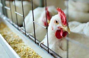 Aviculteurs : le risque de grippe aviaire redevient élevé