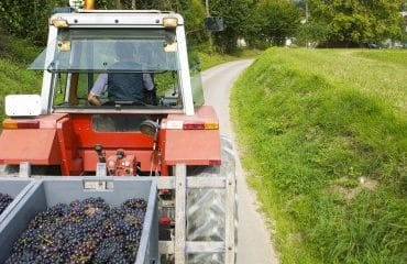 Viticulteurs : plus que quelques jours pour déclarer votre récolte !