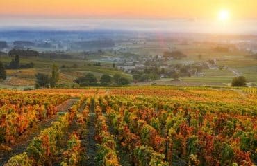Viticulteurs : durcissement des conditions d’accès à la certification HVE
