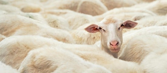Éleveurs d’ovins et de caprins : revalorisation du montant des aides 2022