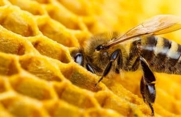 Apiculteurs : plus que quelques jours pour déclarer vos ruches