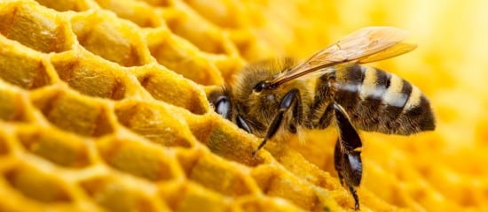 Apiculteurs : plus que quelques jours pour déclarer vos ruches