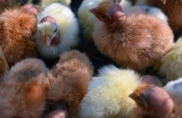 Aviculteurs : versement d’une seconde avance aux éleveurs touchés par la grippe aviaire