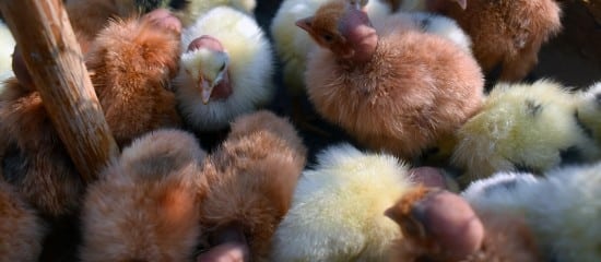 Aviculteurs : versement d’une seconde avance aux éleveurs touchés par la grippe aviaire