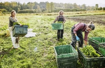 Travailleurs occasionnels agricoles : l’exonération spécifique prolongée de 3 ans