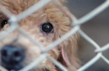 Protection des animaux : une formation pour les gestionnaires de fourrières