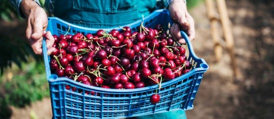 Arboriculteurs : haro sur les cerises traitées au phosmet !