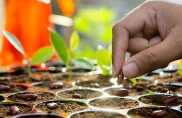 Producteurs de semences : reconnaissance des organisations de producteurs