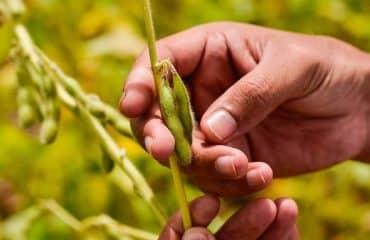 Riz, fourrages séchés, oléagineux, protéagineux, soja : organisations de producteurs