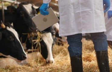 Élevage de ruminants : lutte contre la maladie hémorragique épizootique