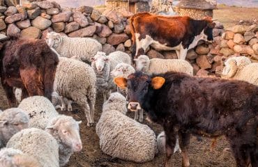 Elevage bovin, ovin et caprin : montant des aides Pac 2023