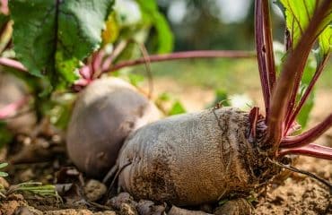 Producteurs de betteraves : les cultures autorisées après l’usage de néonicotinoïdes