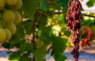 Viticulteurs : des prêts bonifiés pour rembourser les PGE