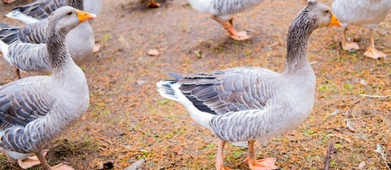 Aviculteurs : le risque de grippe aviaire repasse au niveau modéré