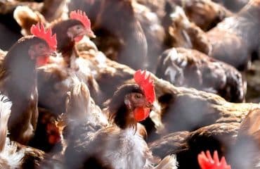 Aviculture : indemnisation des éleveurs victimes de la grippe aviaire
