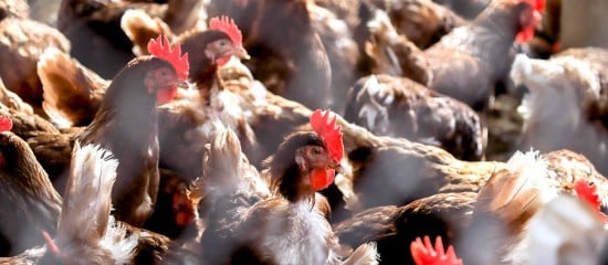 Aviculture : indemnisation des éleveurs victimes de la grippe aviaire