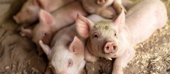 Élevage porcin : un plan pour mieux prévenir la peste porcine africaine