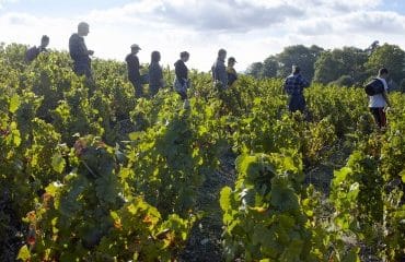 Travailleurs agricoles occasionnels : option pour la réduction générale des cotisations