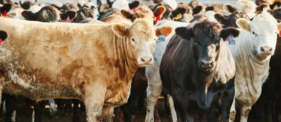 Élevages bovin et ovin : précisions sur l’aide aux éleveurs touchés par la MHE