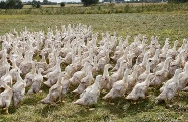 Aviculture : le risque de grippe aviaire redevient « modéré »