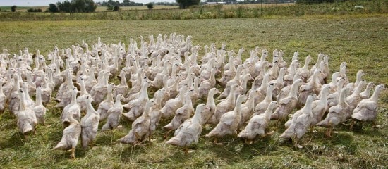 Aviculture : le risque de grippe aviaire redevient « modéré »