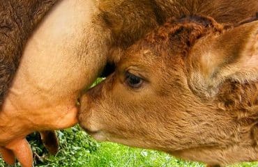 Élevage bovin : aide aux veaux sous la mère et aux veaux bio 2023