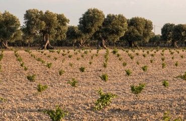 Viticulture : autorisations de plantation de vignes nouvelles pour 2024