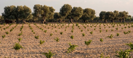 Viticulture : autorisations de plantation de vignes nouvelles pour 2024