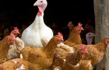 Aviculture : le risque de grippe aviaire retombe à « négligeable »