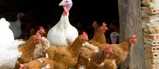 Aviculture : le risque de grippe aviaire retombe à « négligeable »