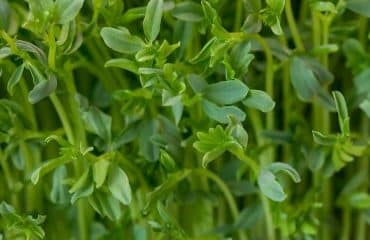 Cultures non-attractives pour les insectes pollinisateurs : du nouveau !
