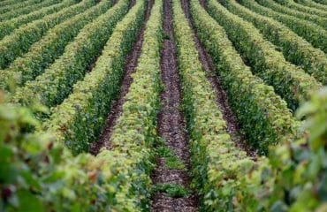 Viticulture : une enquête sur les intentions d’arrachage de vignes