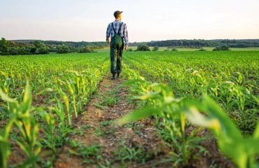 Quand une mise en demeure de payer le fermage n’est pas retirée