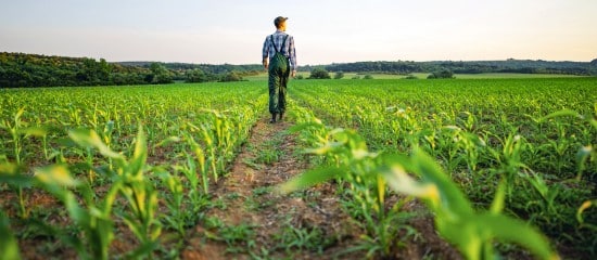 Quand une mise en demeure de payer le fermage n’est pas retirée