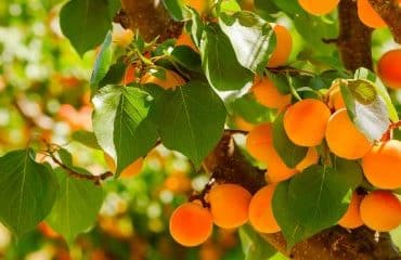 Arboriculteurs : aide à la rénovation des vergers