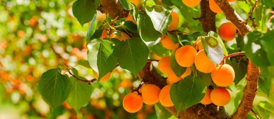 Arboriculteurs : aide à la rénovation des vergers