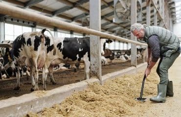 Option des exploitants agricoles pour une assiette annuelle des cotisations sociales