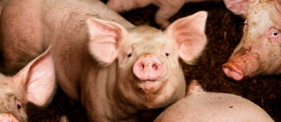 Élevage de volailles et de porcs : du nouveau pour les projets d’élevages intensifs