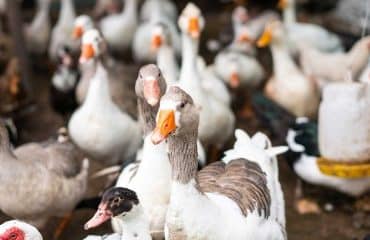 Aviculture : nouvelle campagne de vaccination contre la grippe aviaire